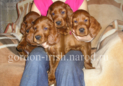 продам щенков ирландского сеттера