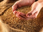 Продается фуражное зерно.